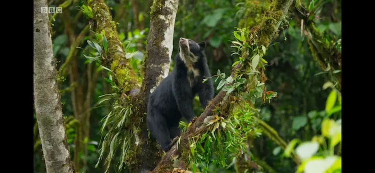 Spectacled bear (Tremarctos ornatus) as shown in Seven Worlds, One Planet - South America